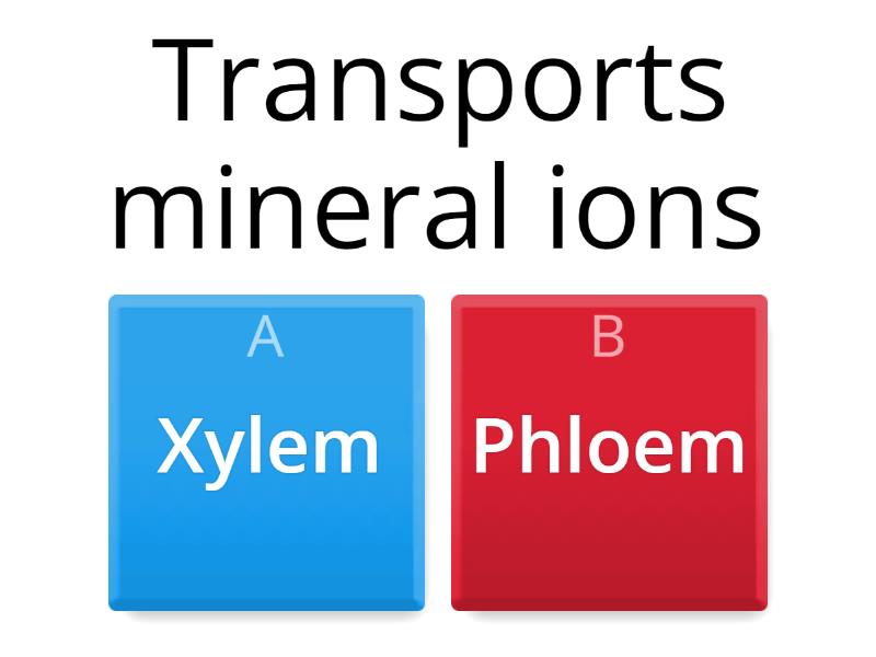 Xylem And Phloem Review! - Quiz