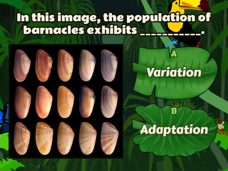 Diversity Dichtomous key 