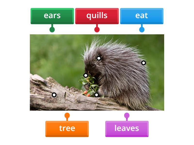 Labelled diagram Biology Diagrams