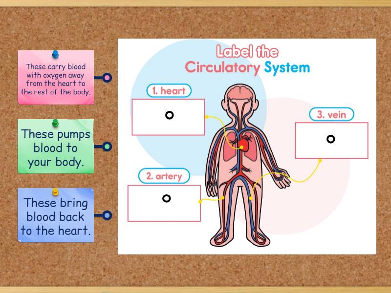 Label the circulatory system - Labelled diagram