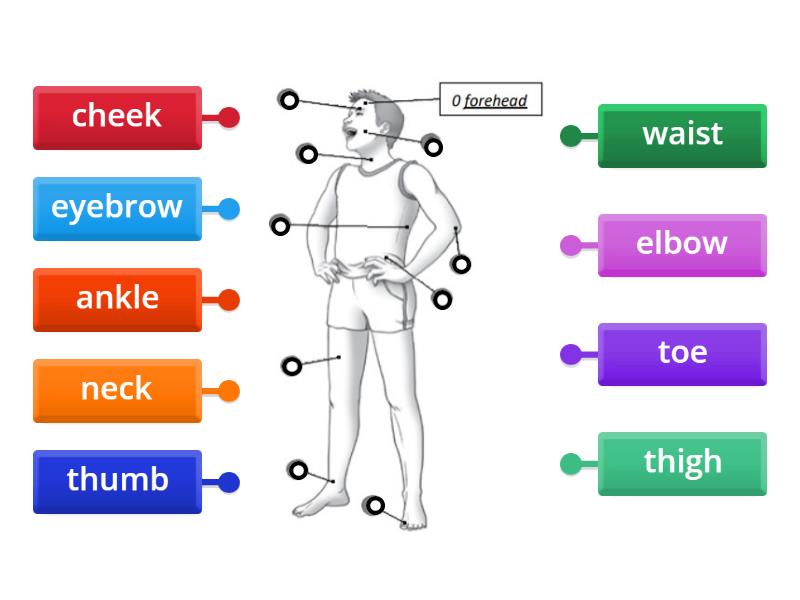 Focus3.unit6.lesson7 - Labelled Diagram