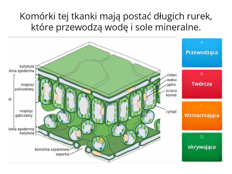 KL.5 - Tkanki I Organy Roślinne - Test