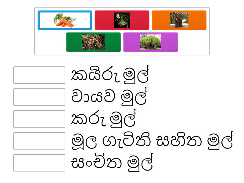 ශාක විවිධත්වය - Match up