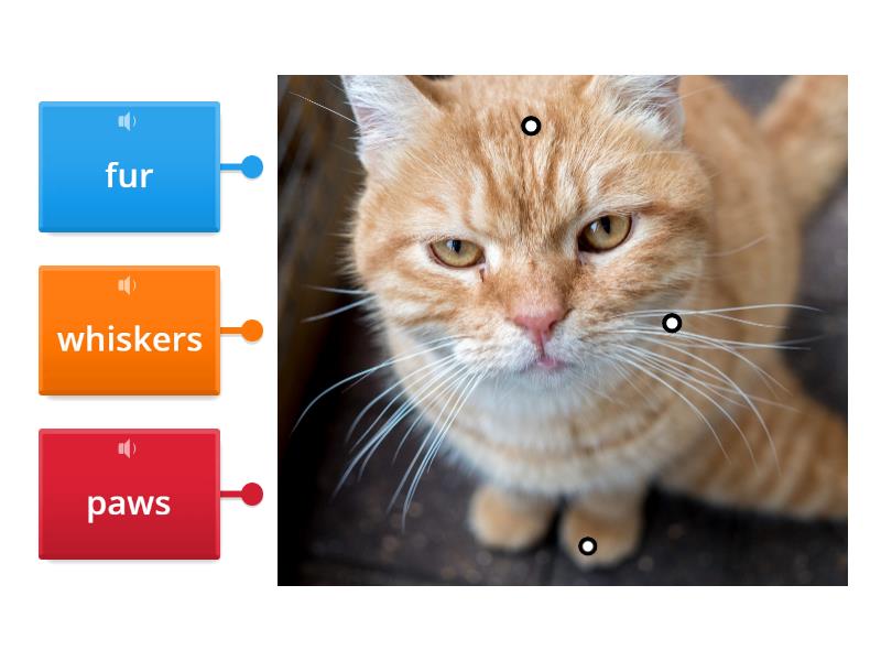 Cat attribute - Labelled diagram