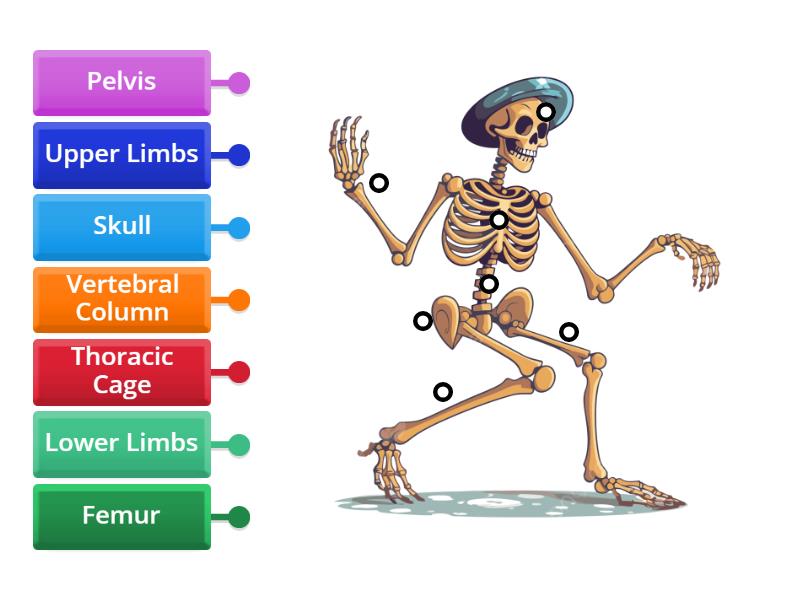 Label the Skeletal System - Labelled diagram