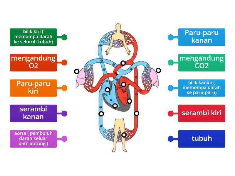 Sistem Peredaran Darah Labelled Diagram