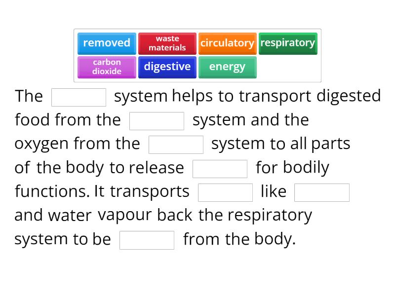 Respiratory, Digestive and Circulatory system working together