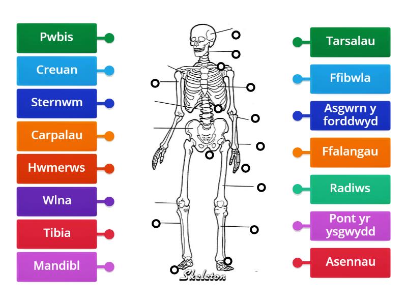Sgerbwd - Labelled diagram