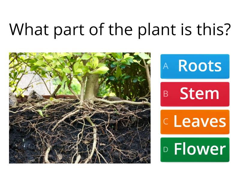 Parts of a Plant - Quiz