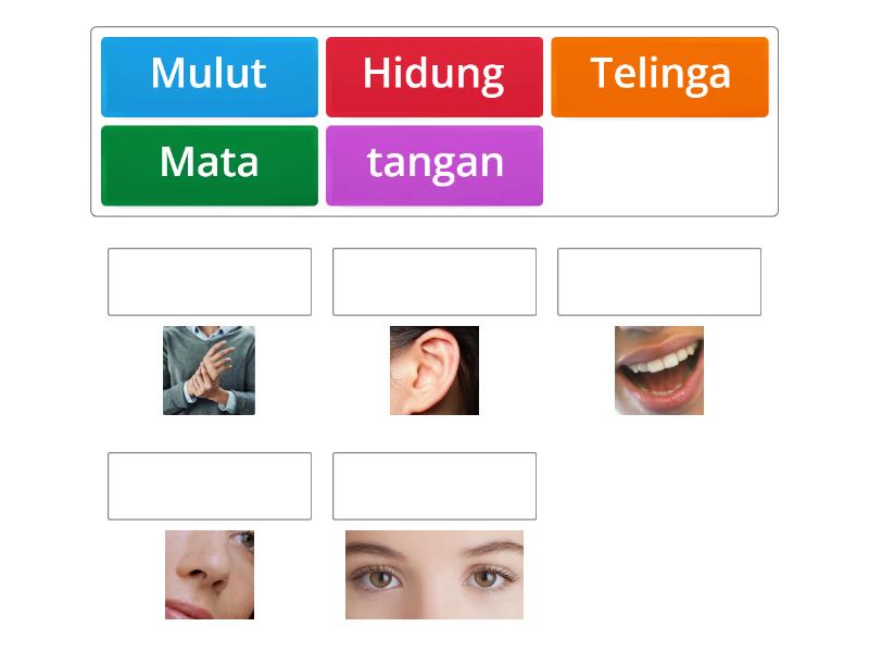 Mengenal Panca Indra - Match up