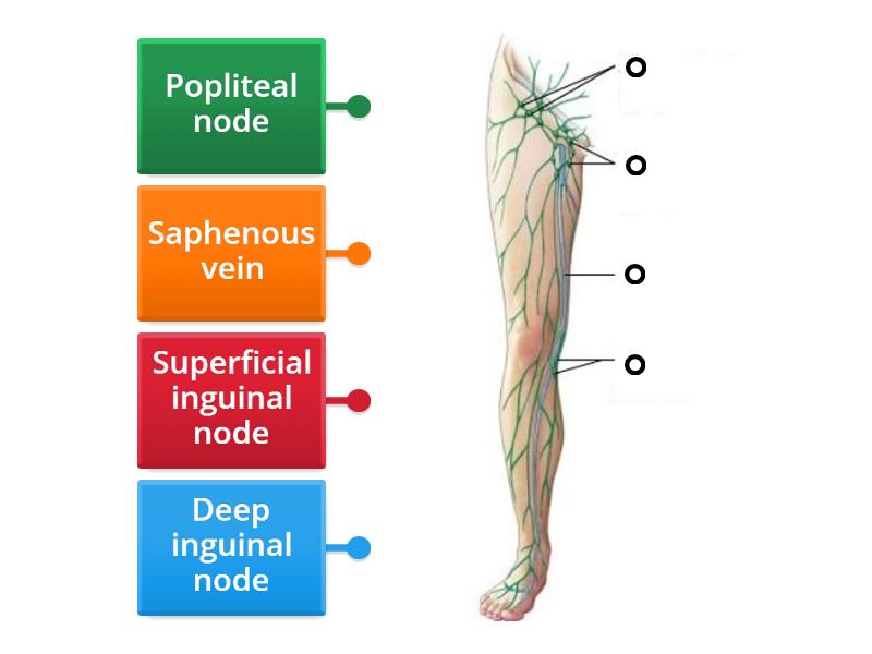 Lymph Nodes Of The Foot And Leg Labelled Diagram 3742