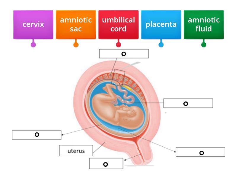 Label The Diagram Of Fetus Diagram Berlabel