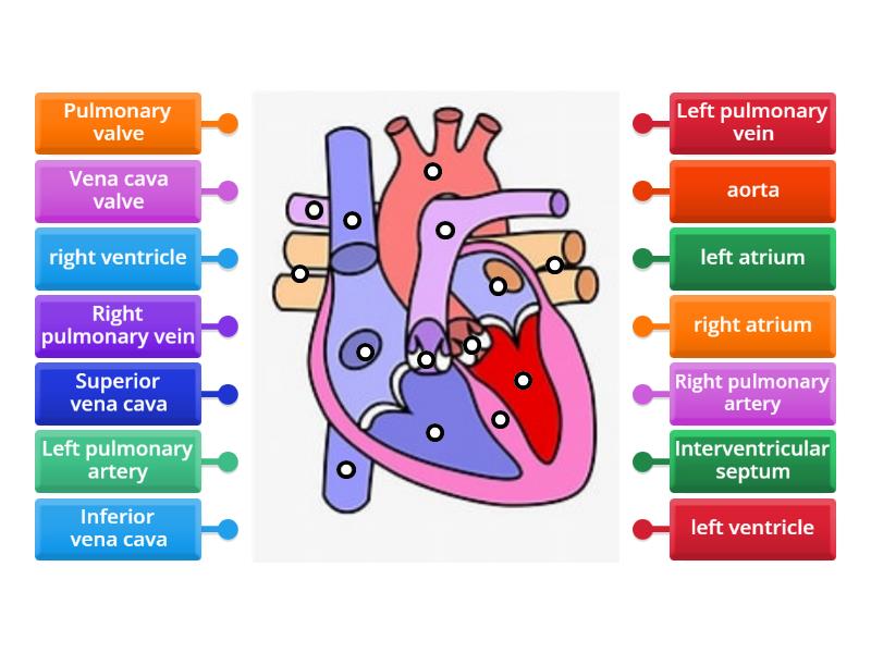 About Heart - Labelled diagram