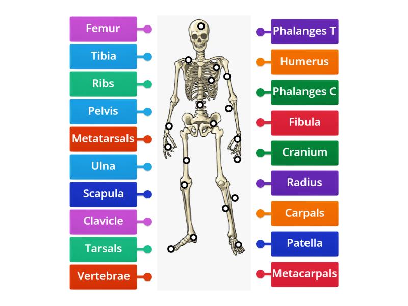 BTEC Skeleton - Labelled diagram