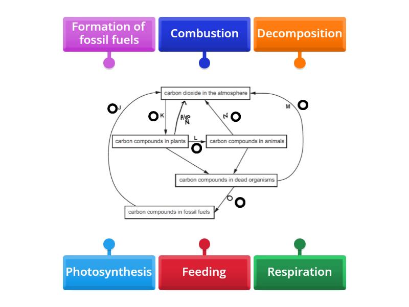 Carbon cycle Cambridge IGCSE (9–1) Biology 0970 syllabus core ...