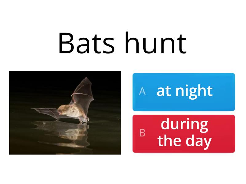 Bats Quiz