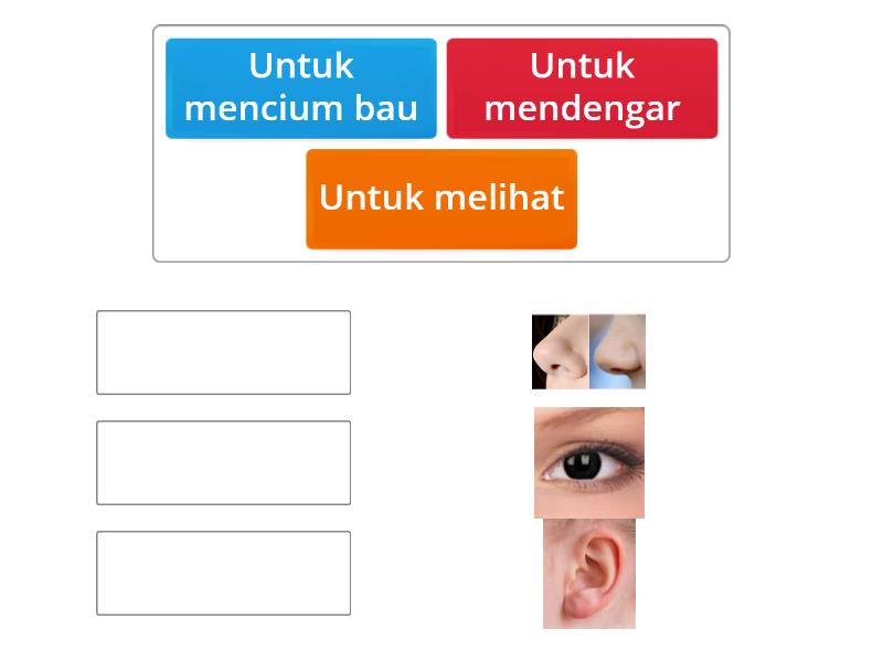 Fungsi Indra Manusia - Match Up