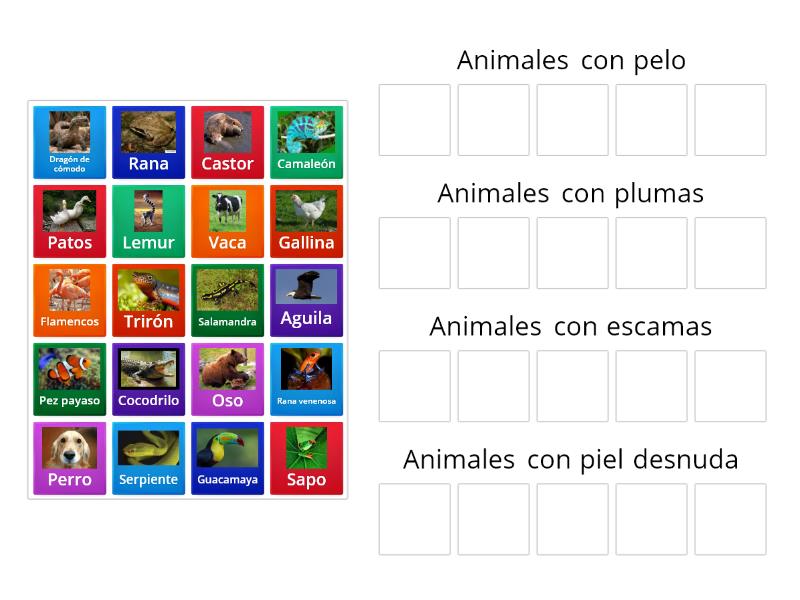 Clasificación de los animales según su cobertura corporal - Group sort