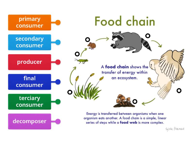 Food Chain- roles 1 - Labelled diagram