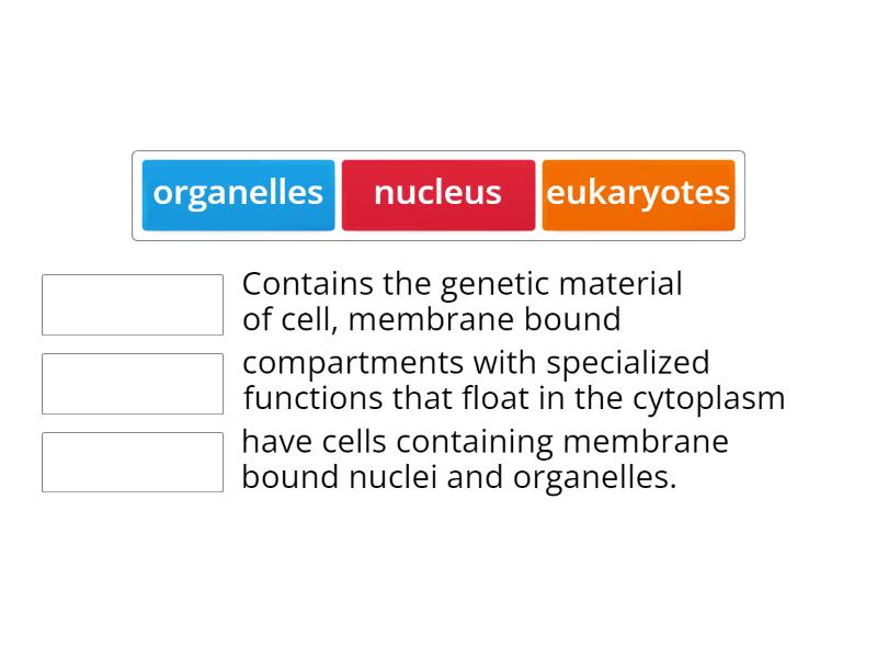which of the following is found in all eukaryotic cells