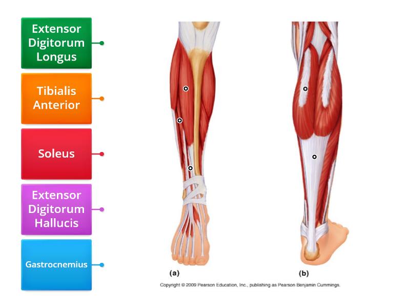 Leg muscles - Labelled diagram