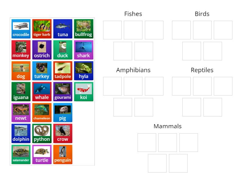 Vertebrates - Group sort