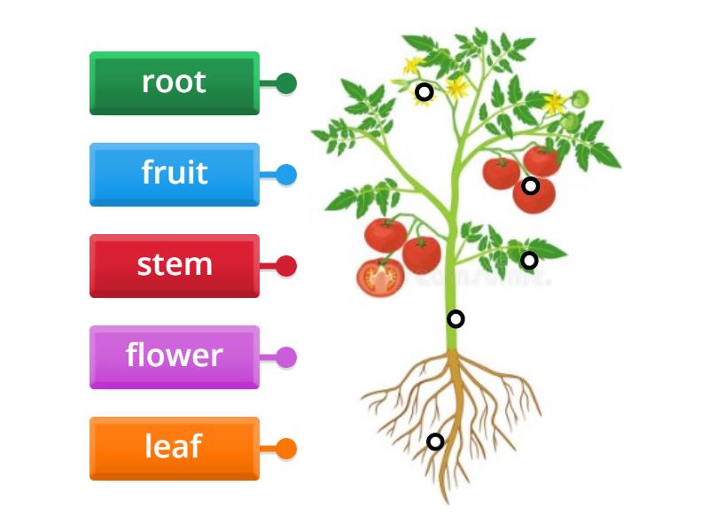 Parts of plants Tomato Plant - Labelled diagram