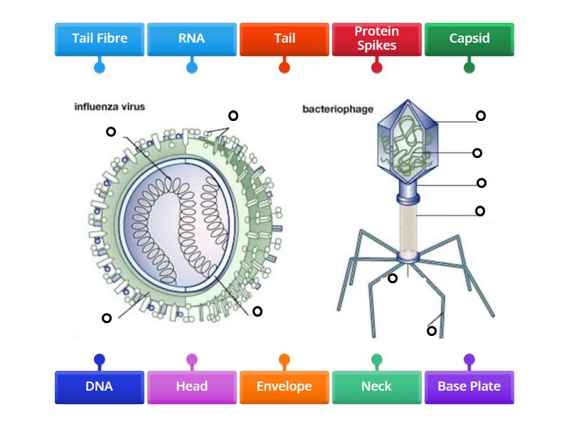 Virus Structure - Labelled diagram