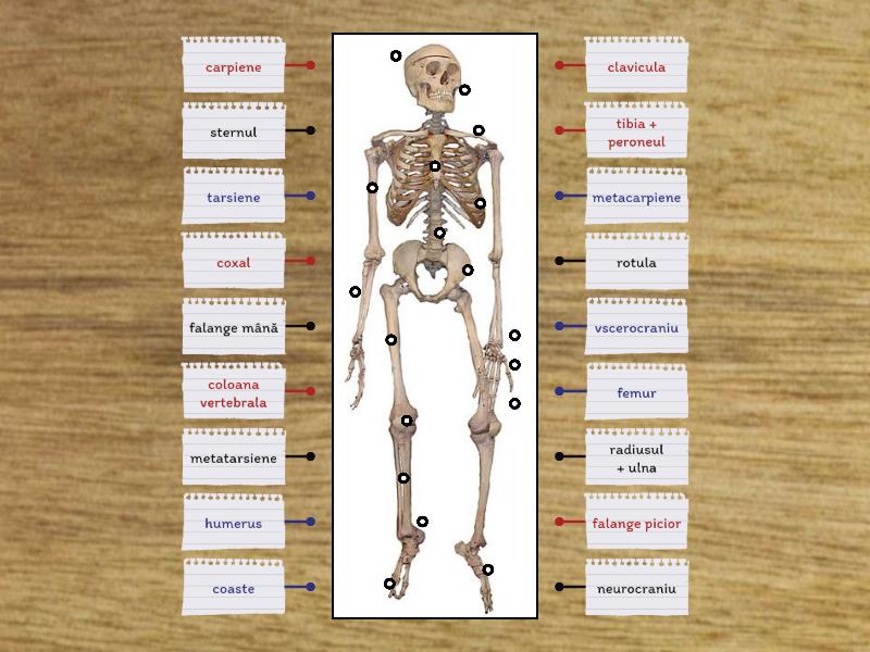 Scheletul Corpului Uman Labelled Diagram