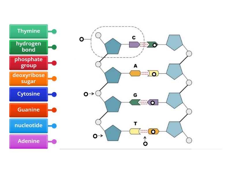 DNA Structure - Labelled diagram