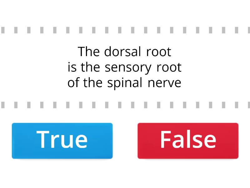 spinal-nerves-true-or-false