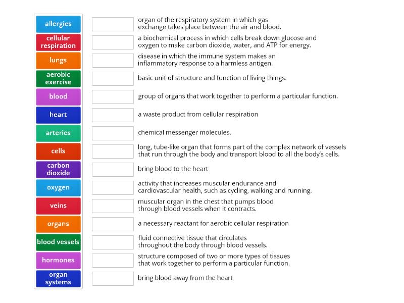 Respiratory and Cardiovascular system - Match up