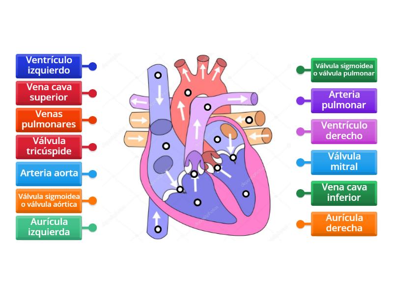 Partes del corazón - Labelled diagram