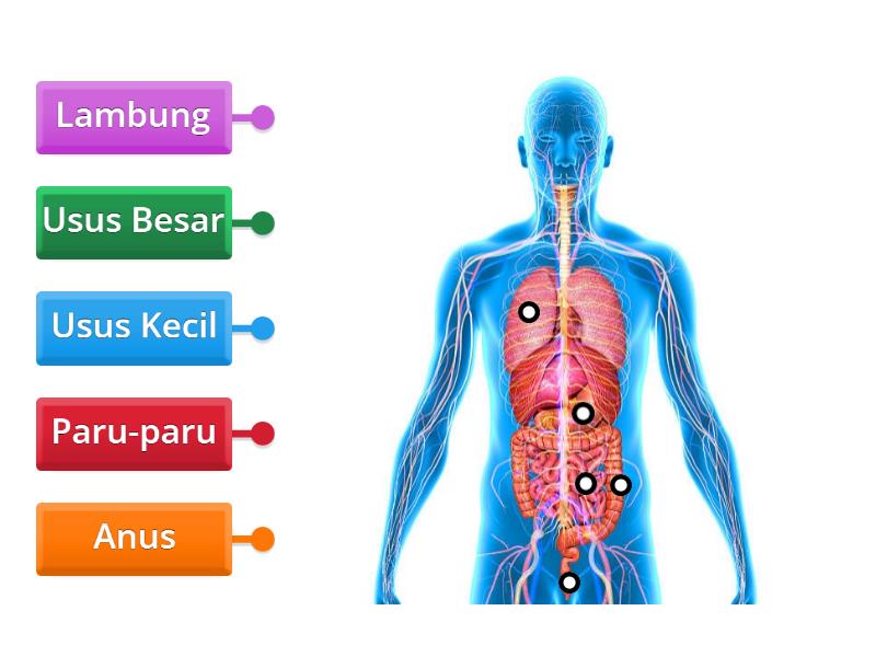 Organ Tubuh Manusia Labelled Diagram 0279