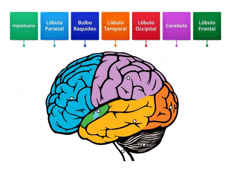 Partes del cerebro - Labelled diagram