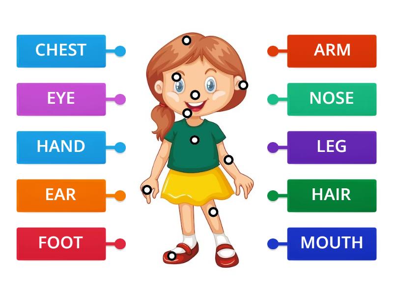 Le parti del corpo in inglese - Labelled diagram