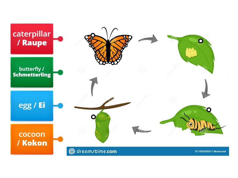 Life cycle of butterfly - diagram Schmetterling - Labelled diagram