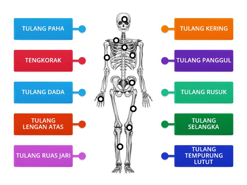 RANGKA MANUSIA - Labelled Diagram