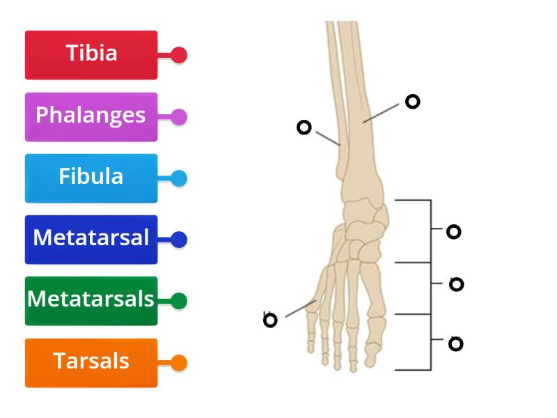 bones-of-the-lower-leg-and-foot-for-pedicure-labelled-diagram