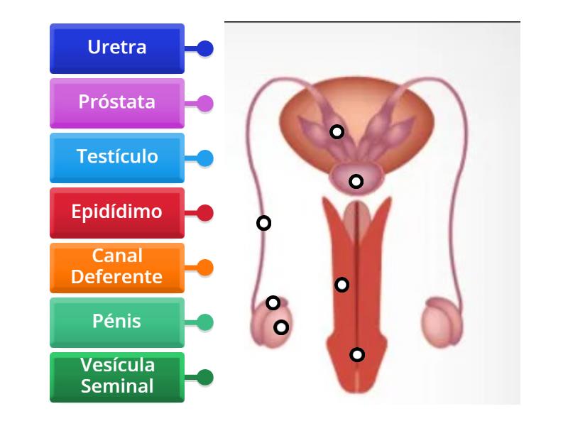 Sistema Reprodutor Masculino Legenda Labelled Diagram 0886