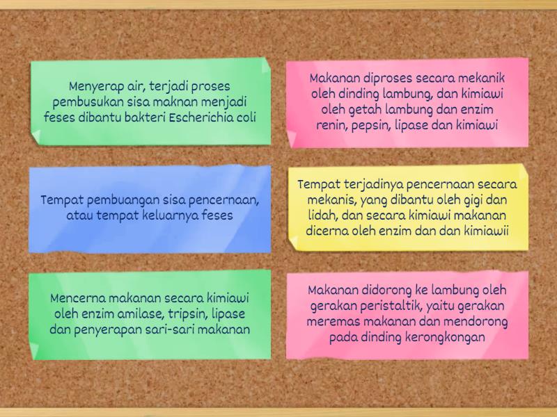 Fungsi Organ Pencernaan Manusia Flip Tiles