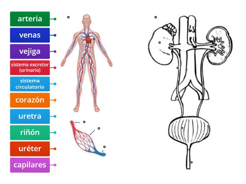 Aparato Circulatorio Y Excretor Diagrama Con Etiquetas 2359