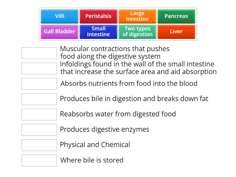 Human Digestion JC - Match up
