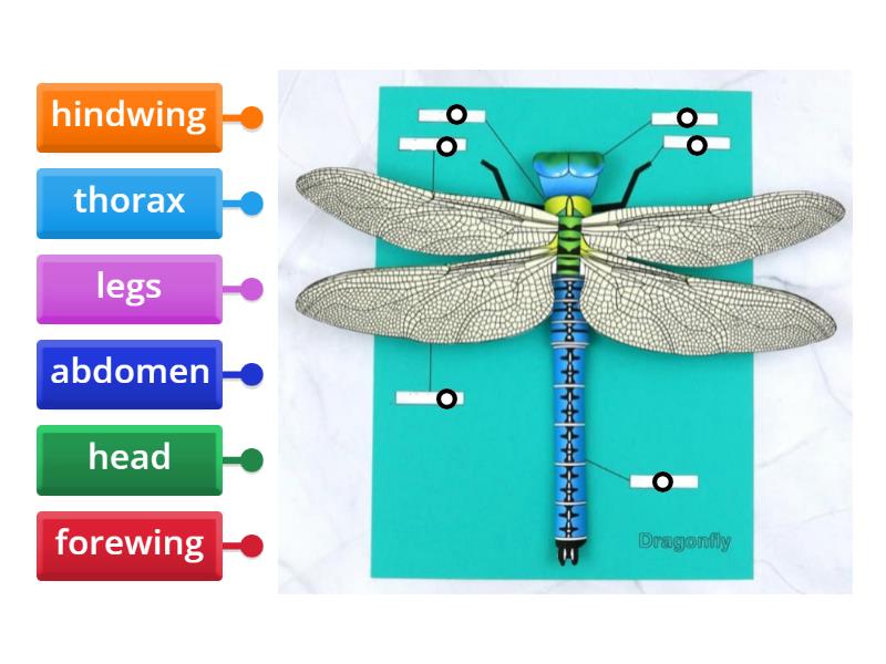 Label the body parts of dragonfly Labelled diagram