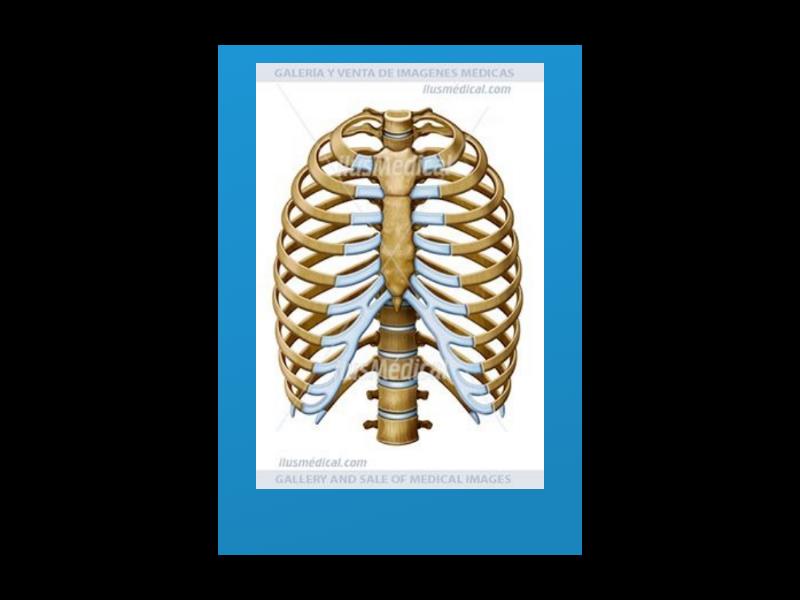 internal-parts-of-the-body-flash-cards