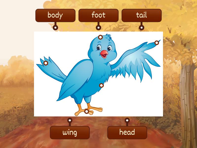 Bird Body Parts Labelled Diagram