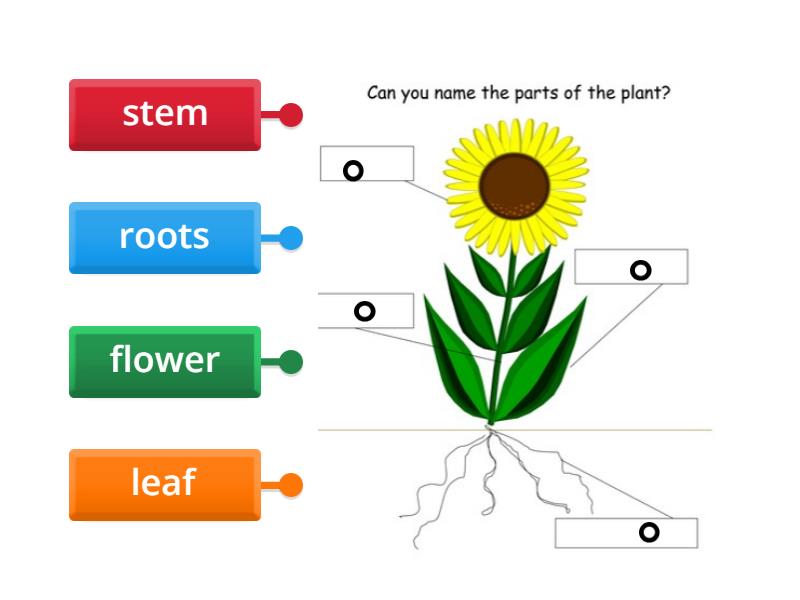 Parts of a plant - Labelled diagram