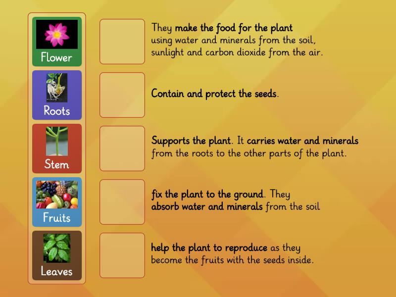 What Are The Four Major Parts Of A Plant And Their Functions