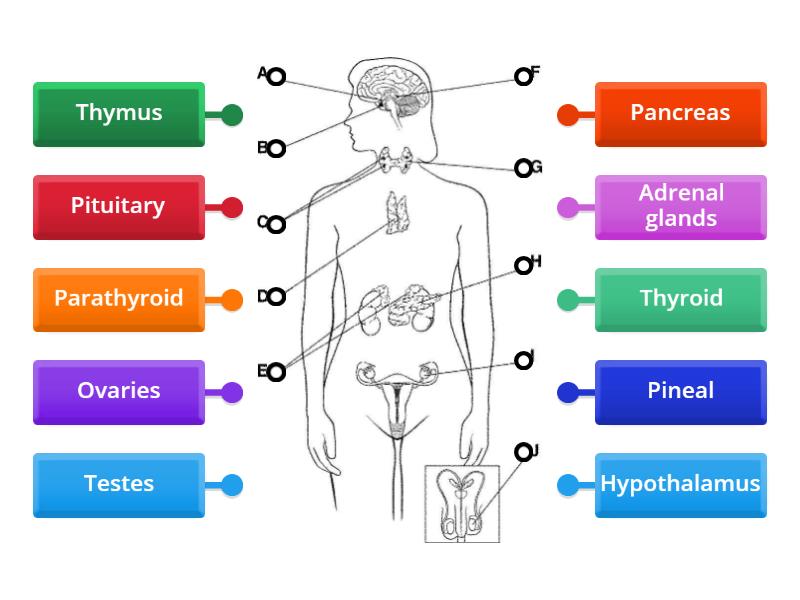 Label the Endocrine - Labelled diagram