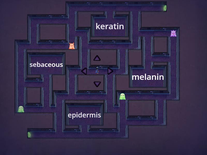 skin histology - Maze chase